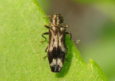 Agrilus subcinctus; Metallic Wood-boring Beetle species