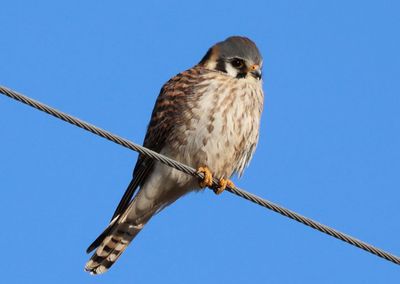 American Kestrel; female