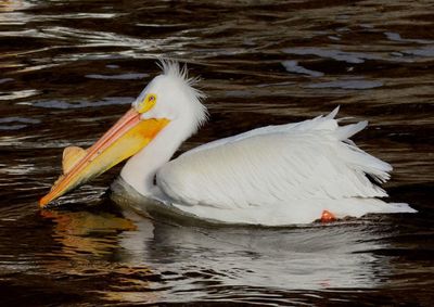 American White Pelican