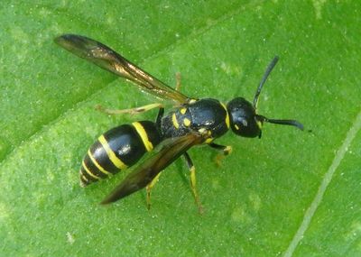 Ancistrocerus adiabatus; Mason Wasp species