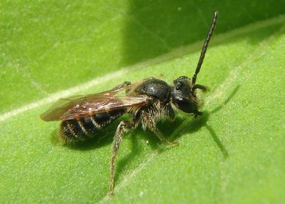 Andrena Mining Bee species; male