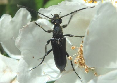 Anoplodera pubera; Flower Longhorn species