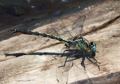 Arigomphus cornutus; Horned Clubtail; male