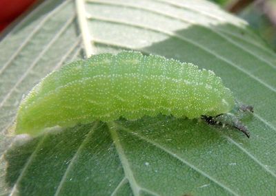 Asterocampa celtis; Hackberry Emperor caterpillar