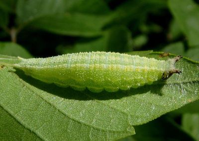 Asterocampa celtis; Hackberry Emperor caterpillar
