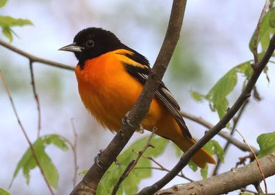 Baltimore Oriole; male