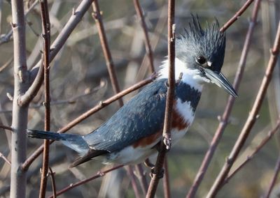 Belted Kingfisher; female 