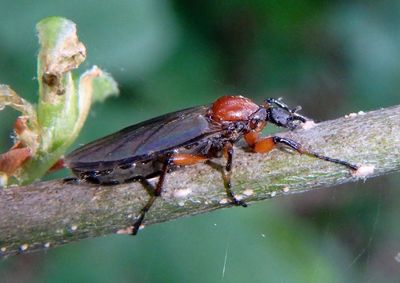 Bibio articulatus; March Fly species; female