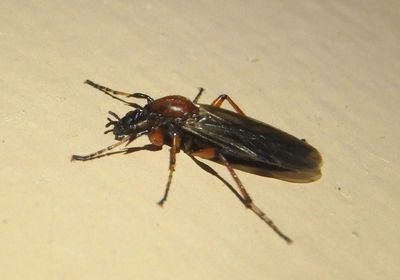Bibio articulatus; March Fly species; female