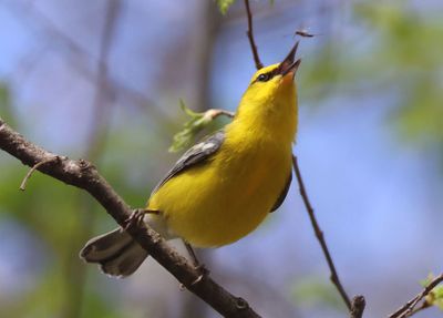 Blue-winged Warbler