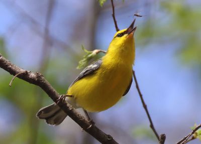 Blue-winged Warbler 