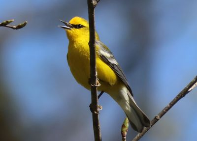 Blue-winged Warbler
