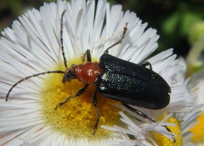 Brachysomida nigripennis; Flower Longhorn species