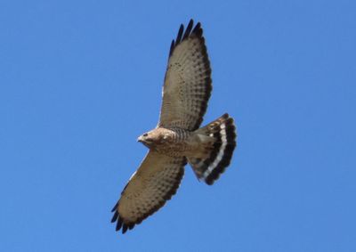 Broad-winged Hawk