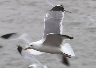 California Gull