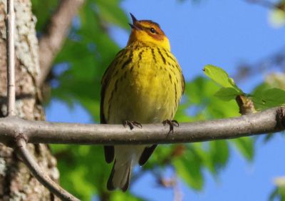 Cape May Warbler; male 