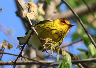 Cape May Warbler; male 