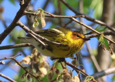 Cape May Warbler; male