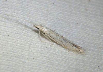 1255-1398 - Coleophora Casemaker Moth species