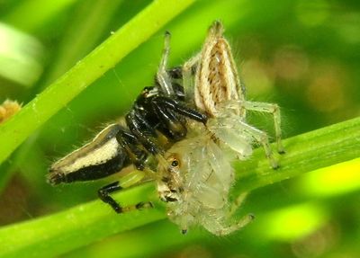 Colonus sylvanus; Jumping Spider species pair