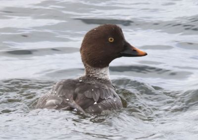 Common Goldeneye; female