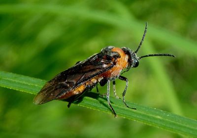 Dolerus Common Sawfly species