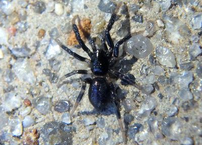 Drassyllus fallens; Ground Spider species
