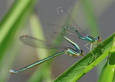 Enallagma antennatum; Rainbow Bluet pair