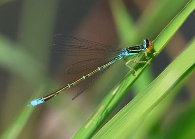 Enallagma antennatum; Rainbow Bluet; male