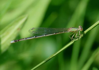 Enallagma vesperum; Vesper Bluet; female