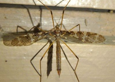 Epiphragma fasciapenne; Limoniid Crane Fly species; female