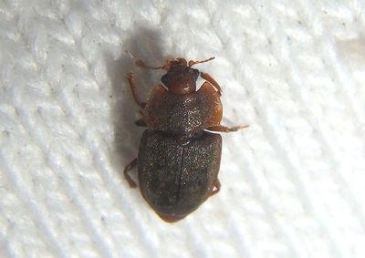 Epuraea rufa; Sap-feeding Beetle species