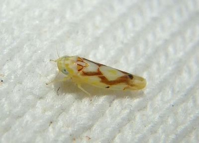 Eratoneura ligata; Leafhopper species