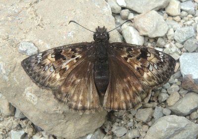 Erynnis juvenalis; Juvenal's Duskywing; female 