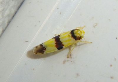 Erythroneura calycula; Leafhopper species
