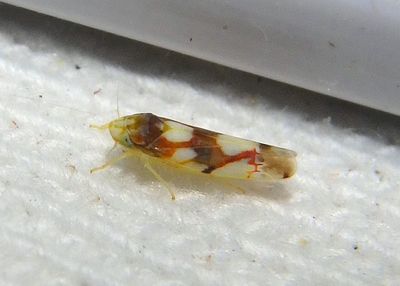 Erythroneura elegans; Leafhopper species