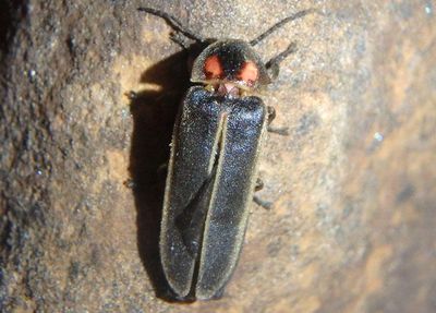Lampyridae Firefly species