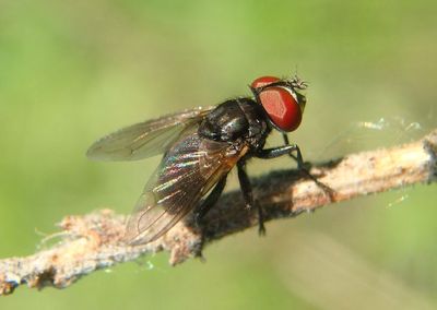 Phasia Tachinid Fly species