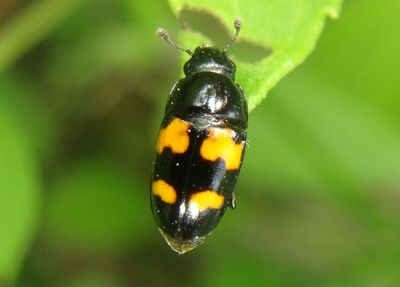 Glischrochilus fasciatus; Picnic Beetle