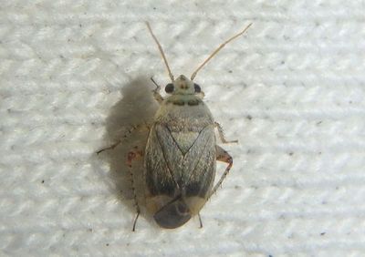 Phylinae Plant Bug species