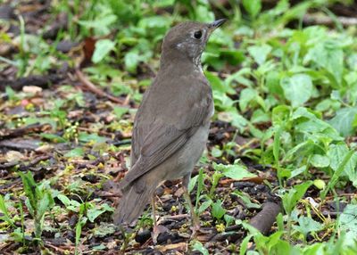 Gray-cheeked Thrush