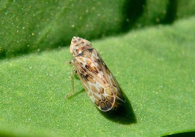 Latalus sayii; Leafhopper species