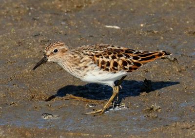 Least Sandpiper