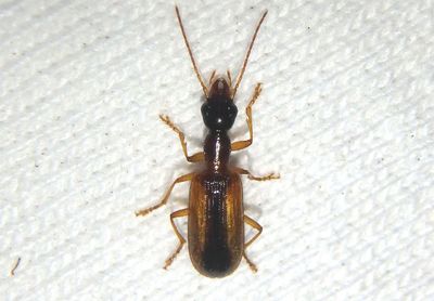 Leptotrachelus dorsalis; Ground Beetle species