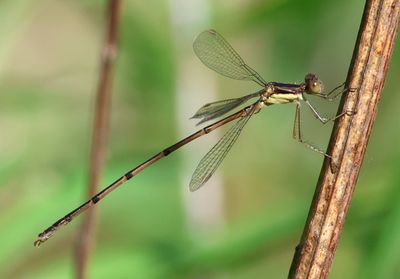 Lestes rectangularis; Slender Spreadwing; young male