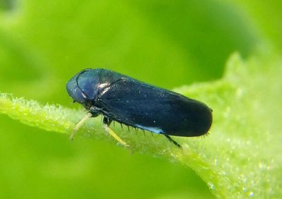 Limotettix anthracinus; Leafhopper species