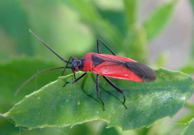 Lopidea Plant Bug species