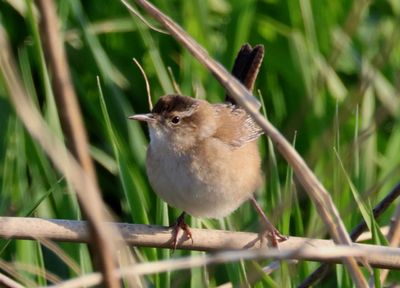 Marsh Wren