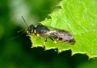 Hylaeus modestus; Modest Masked Bee 