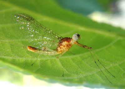 Maccaffertium terminatum; Flat-headed Mayfly species; male